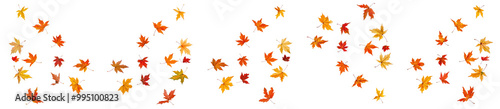 Collection of colorful maple leaves in autumn isolated on white background