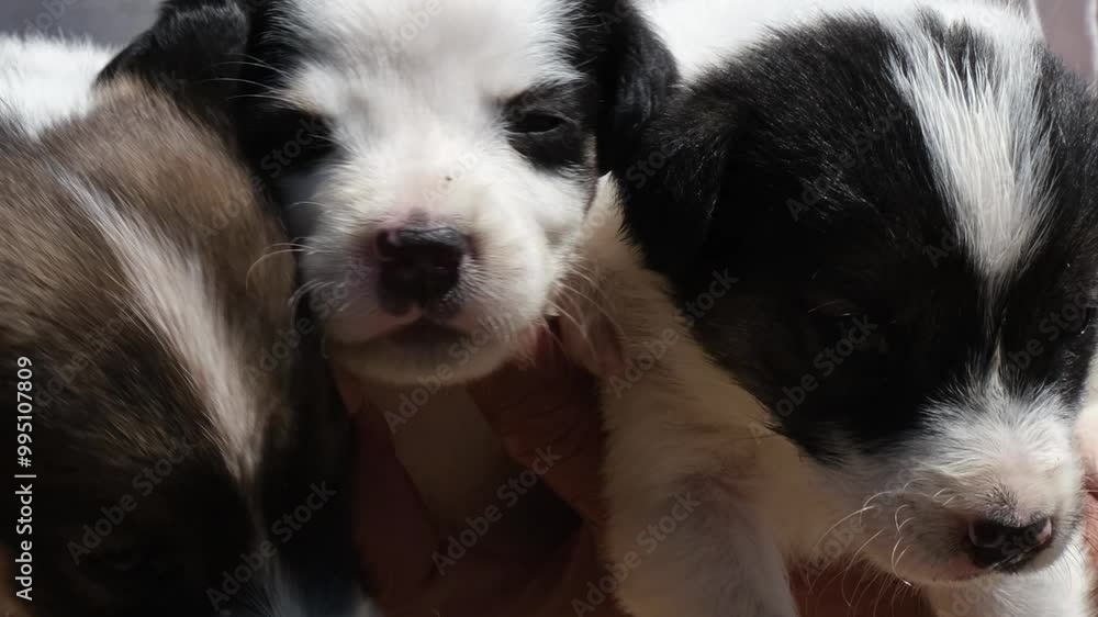 A close-up view of three cute fox terrier puppies resting in a man's arms, highlighting their soft fur and curious expressions A close-up view of three cute fox terrier puppies resting in a man's arms, highlighting their soft fur and curious expressions