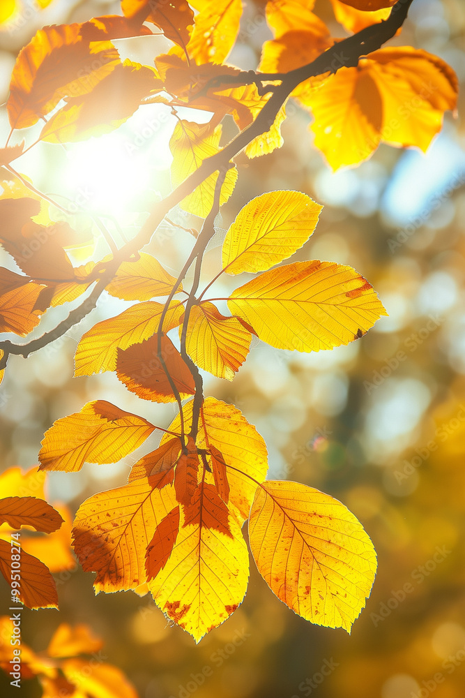 Beautiful autumn leaves glowing in sunshine with blurred trees background Beautiful autumn leaves glowing in sunshine with blurred trees background