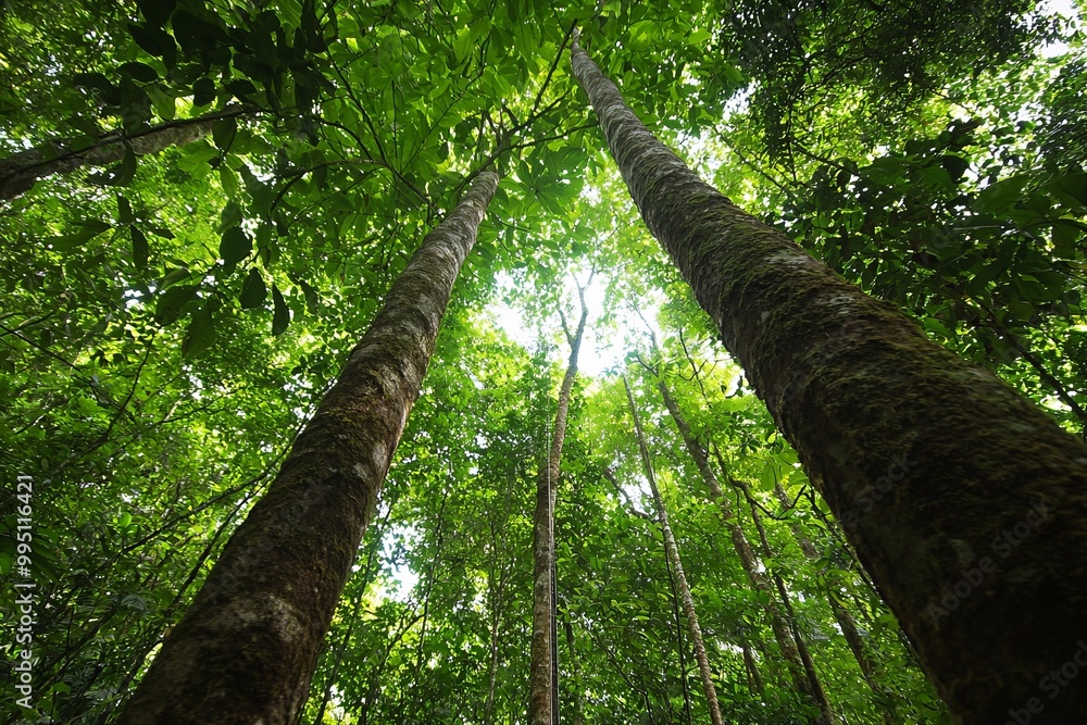 Fototapeta premium A quiet moment spent lying on the forest floor, looking up at the canopy above. The experience invites relaxation