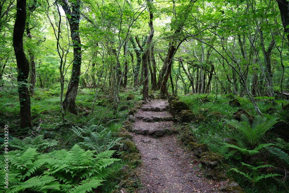 fine path through refreshing forest fine path through refreshing forest