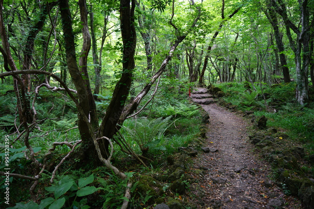 fine path through refreshing forest fine path through refreshing forest