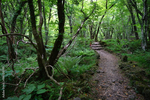 fine path through refreshing forest