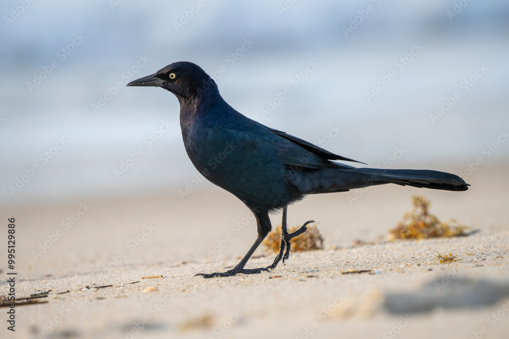 Obraz premium Bitd on the sand at dawn