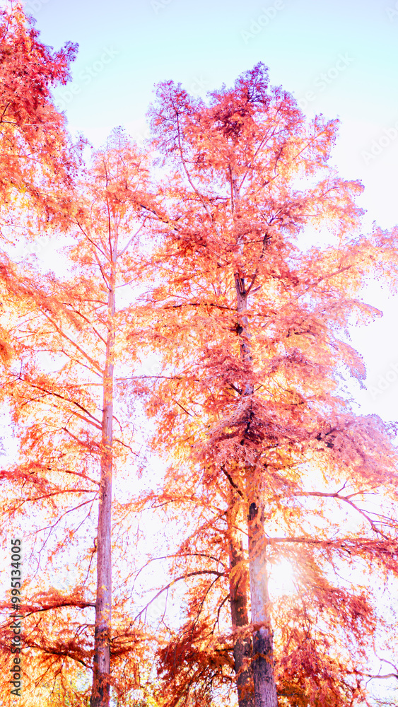 Fototapeta premium 紅葉した木々