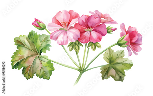 Watercolor floral of Geranium flower set vector illustration 