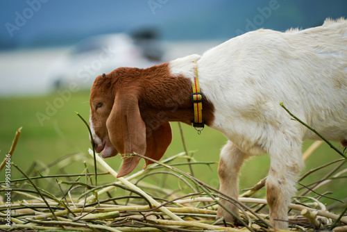 the goat in the farm with dramatic tone
