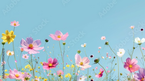 Spring Bloom Colorful Cosmos Flowers Under a Clear Sky