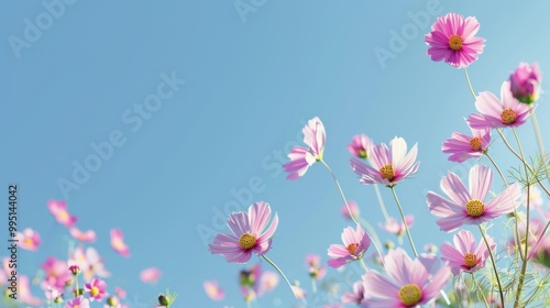 Spring Bloom Colorful Cosmos Flowers Under a Clear Sky
