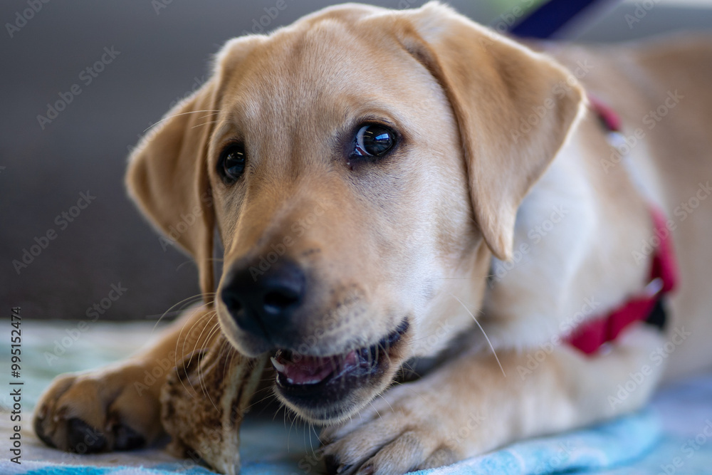 A four-month old Labrador Retriever puppy dog A four-month old Labrador Retriever puppy dog