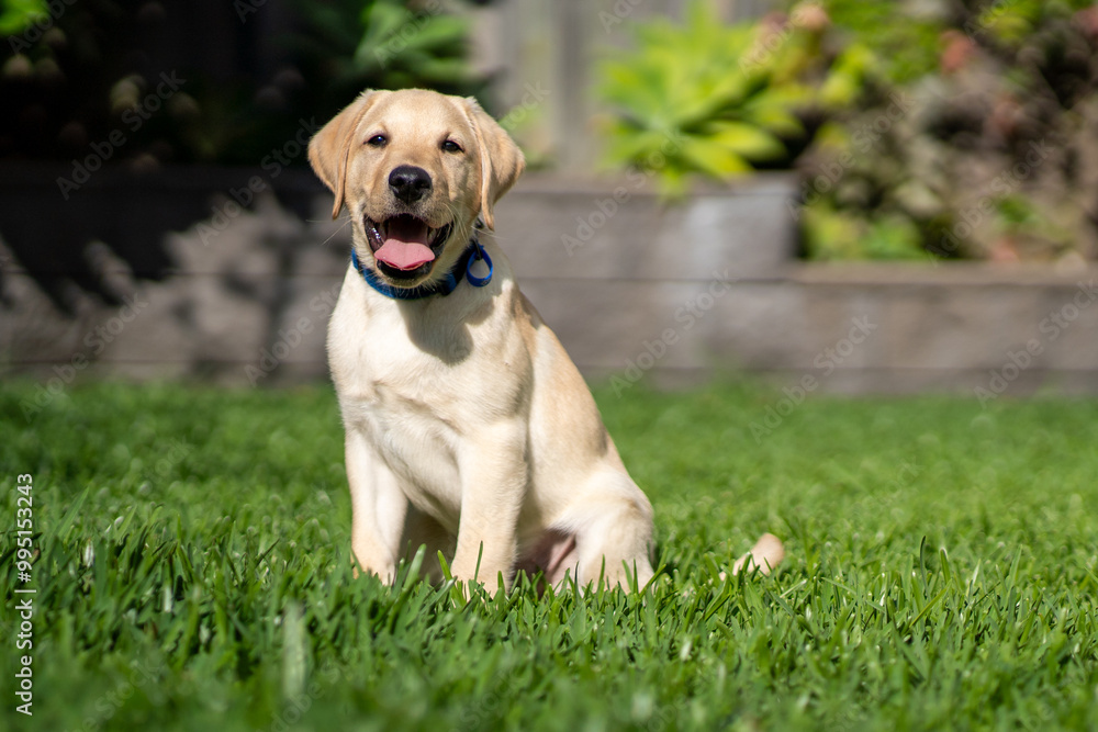 A three-month old Labrador Retriever puppy dog in a green environment A three-month old Labrador Retriever puppy dog in a green environment