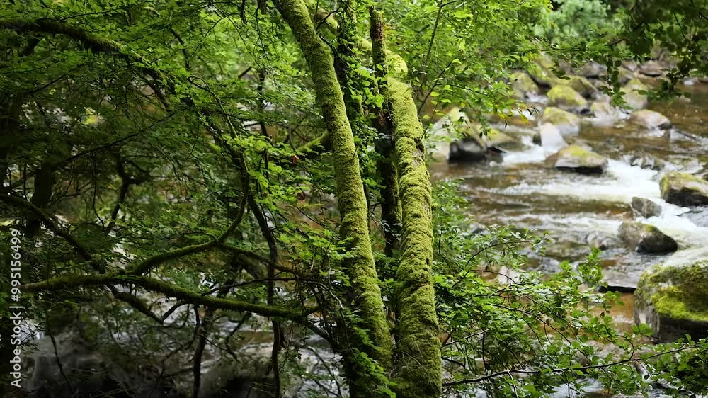 Serene River in Lush Forest Serene River in Lush Forest