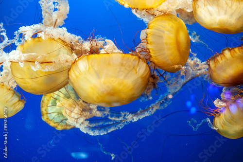 Yellow medusa jellyfish swimming in a blue aquarium photo