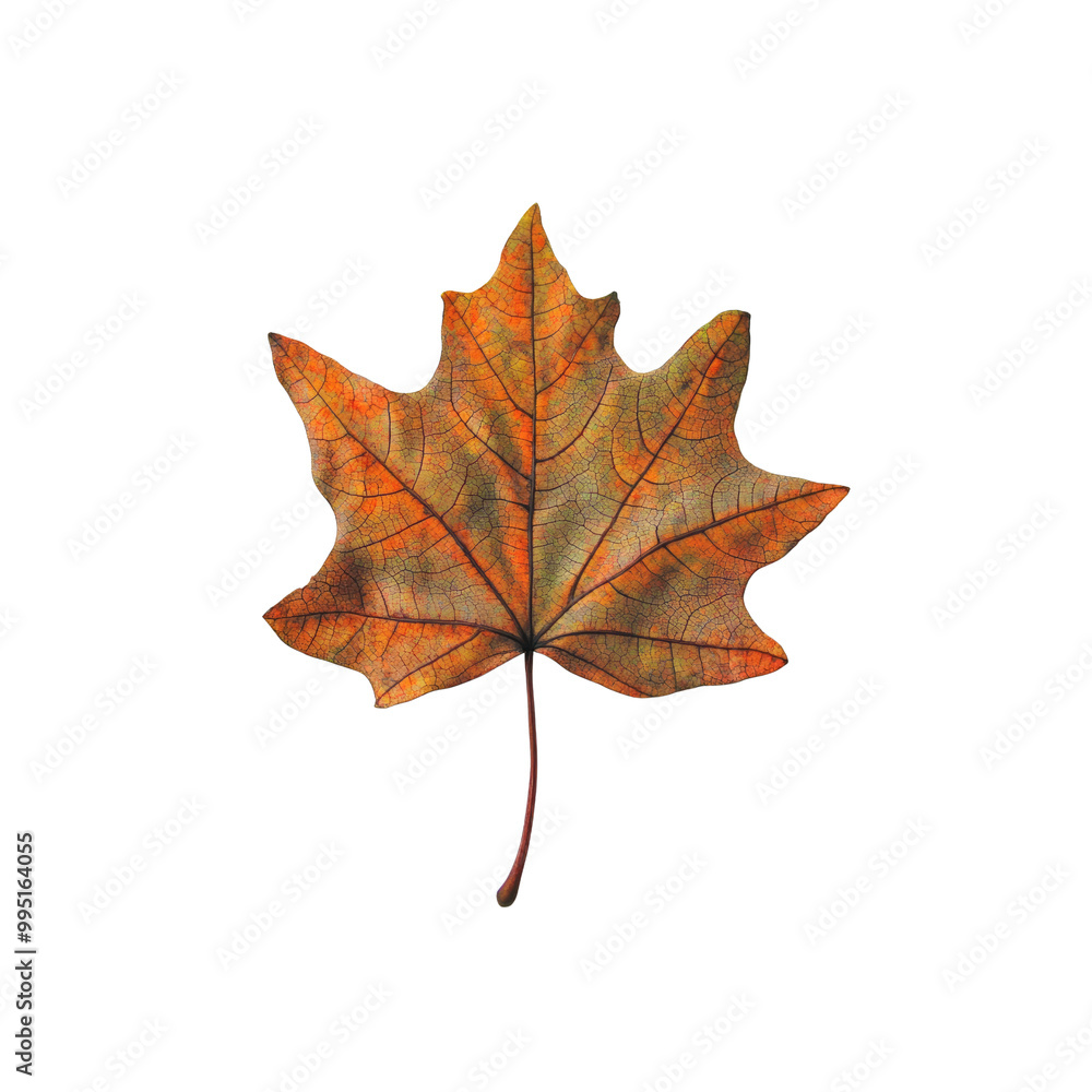 Obraz premium Single Autumn Leaf Isolated on White Background