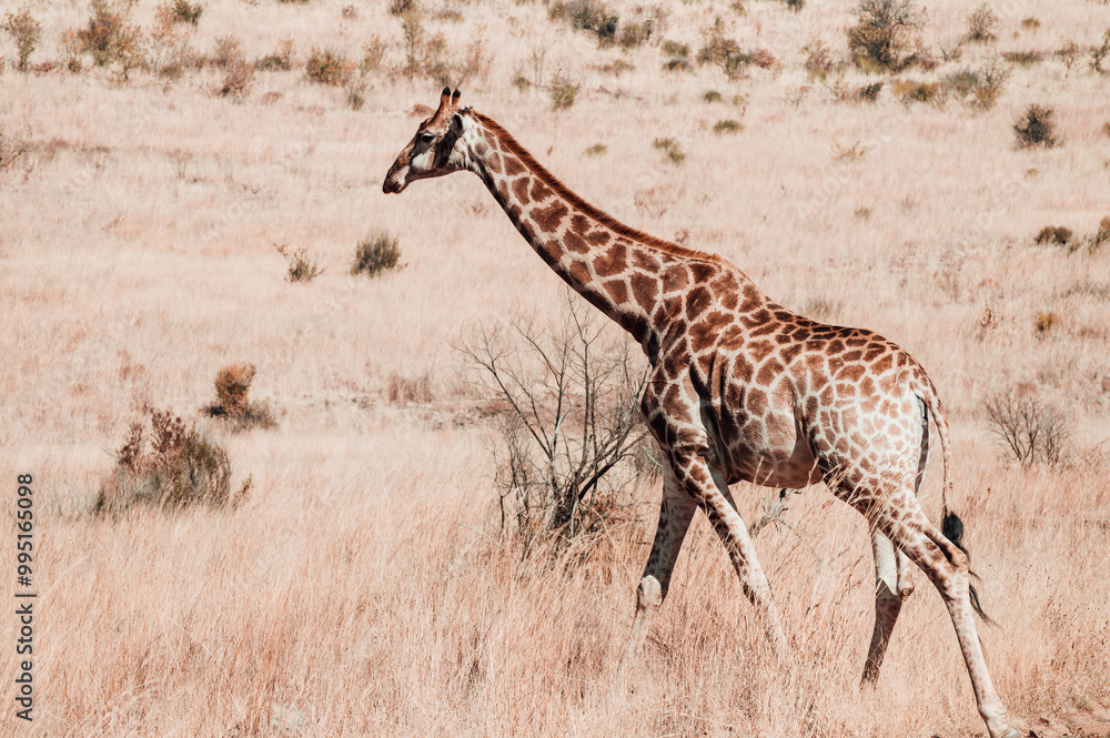 Obraz premium giraffe in the savannah