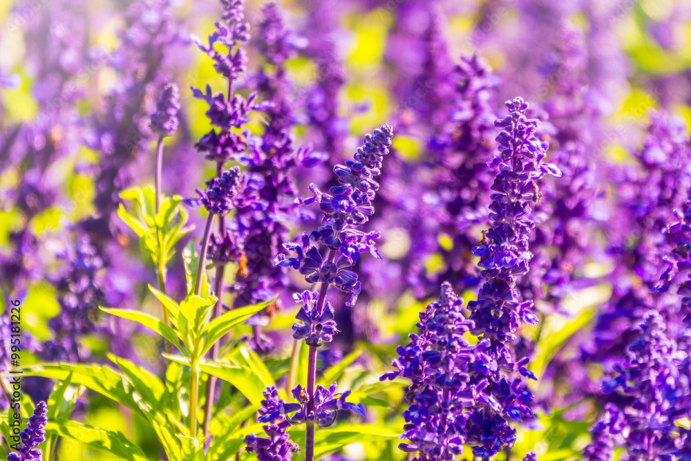 Fototapeta premium Blue Salvia farinacea flowers, or Mealy Cup Sage on green background, close-up.