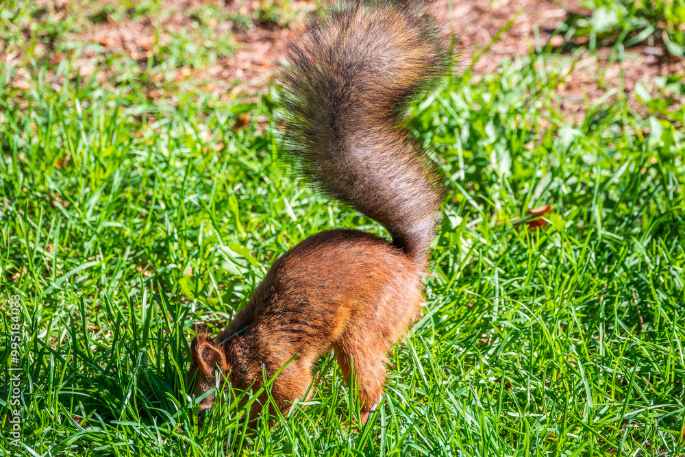 Squirrel in autumn hides nuts on the green grass with fallen yellow leaves Squirrel in autumn hides nuts on the green grass with fallen yellow leaves