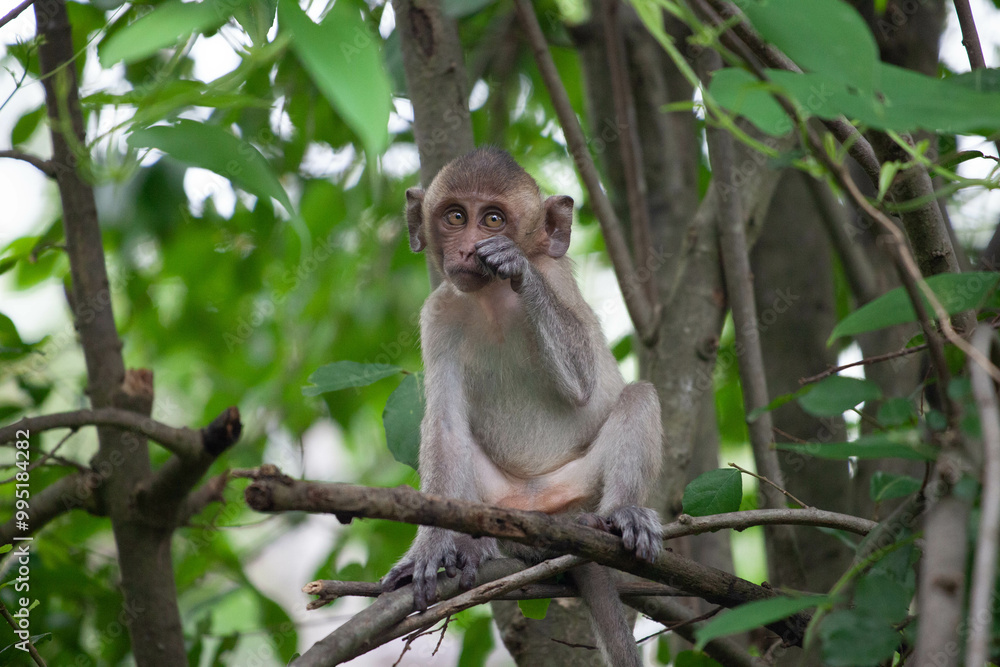 Fototapeta premium 可愛いサル