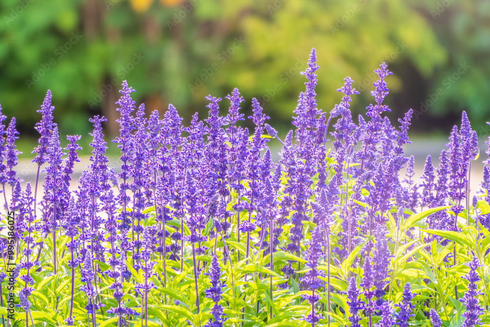 Naklejka premium Blue Salvia farinacea flowers, or Mealy Cup Sage on green background, close-up.