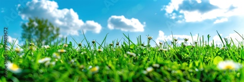 Serene Wildflower Meadow on a Sunny Day and Blue Sky with White Cloud Background