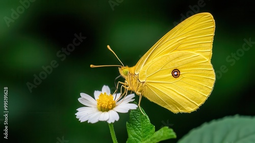 A vibrant yellow butterfly rests delicately on a white flower, showcasing nature's beauty against a blurred green backdrop.