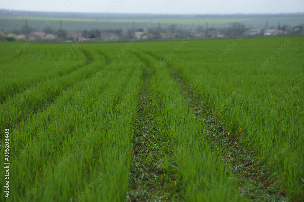 Young Green Wheat in Agricultural Field Young Green Wheat in Agricultural Field