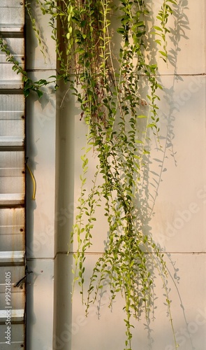 Hanging curtain creeper green plant leaves isolated on vertical outdoor wall exterior background. photo