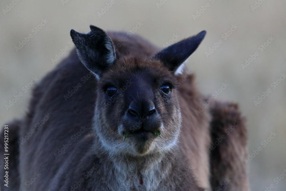 Fototapeta premium grey kangaroo