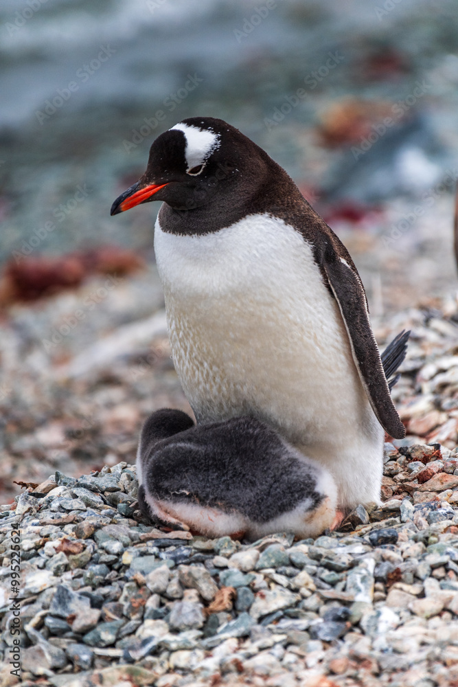 Naklejka premium Impression of the Gentoo Penguin -Pygoscelis papua- colony at Danco Island, on the Antarctic Peninsula