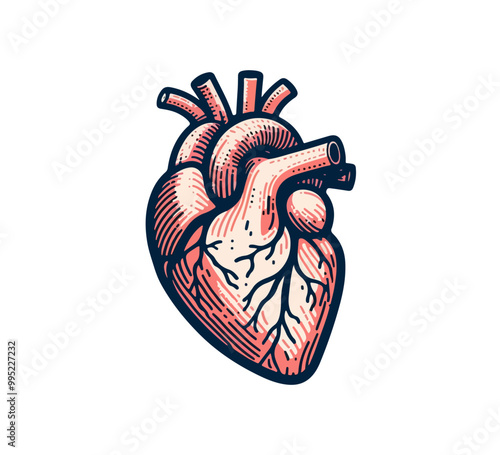 anatomical human heart vector graphic