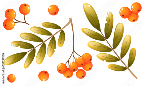 Set of rowan vector illustrations. Individual elements with rowan berries on a branch, a handful of berries with leaves and single scattered berries. Clip art for labels, postcards, logos.