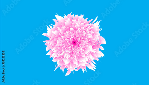 flower, marigold flower, flower, nature, pink, plant, purple, summer, flowers, macro, blossom, bloom, isolated, flora, beauty, garden, spring, cornflower, chrysanthemum, petal, floral, violet, allium,