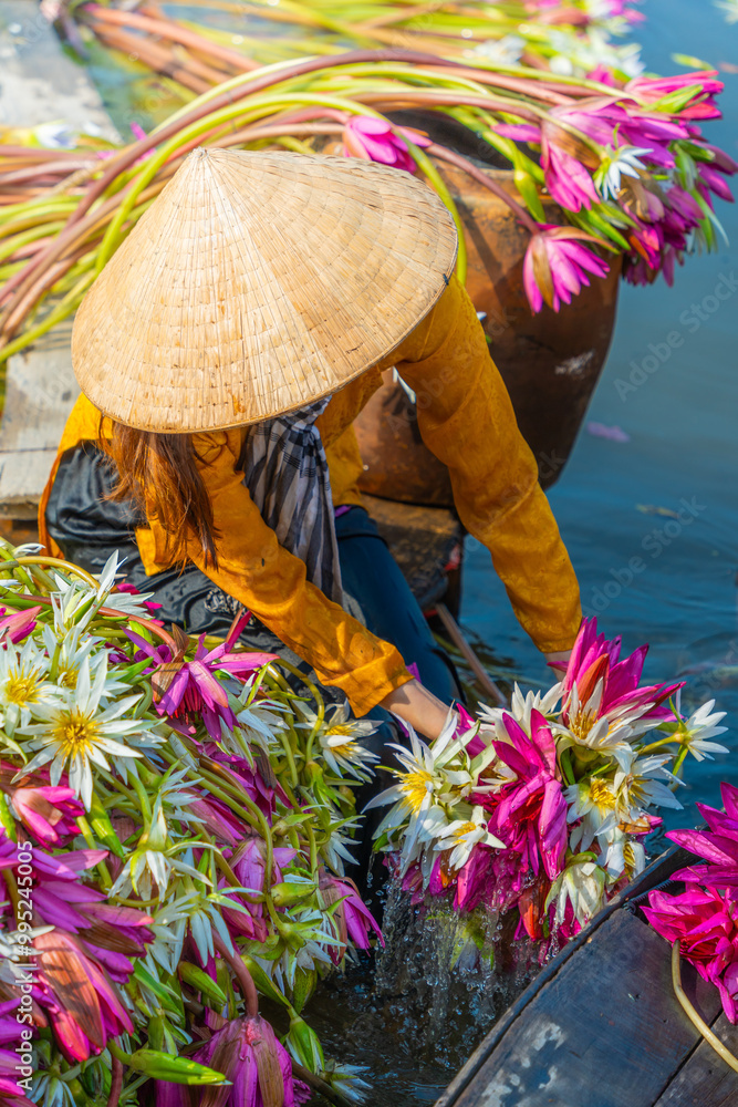 custom made wallpaper toronto digitalview of rural Vietnamese girl in Moc Hoa district, Long An province, Mekong Delta are harvesting water lilies. Water lily is a traditional dish here.
