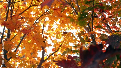 Warm and healing autumn sunlight penetrates through red leaves