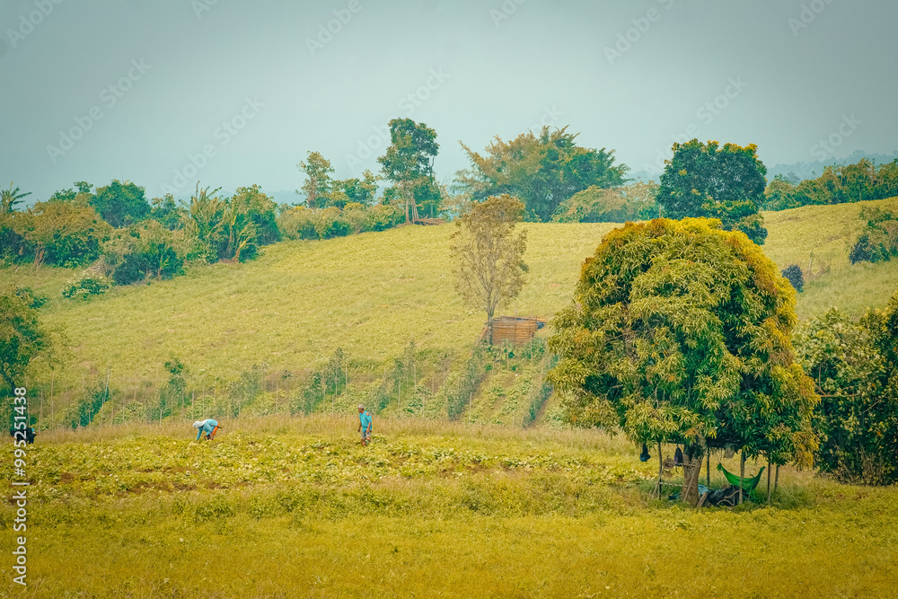 Fototapeta premium Vegetable farm land in Liliw Laguna Philippines.