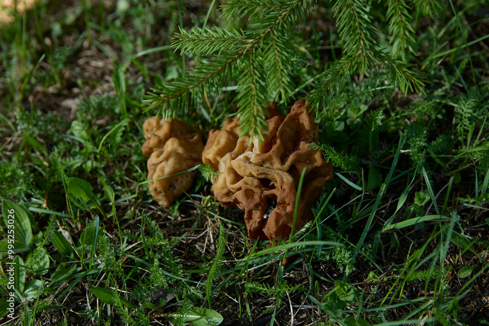 Gyromitra. Discover the amazing world of wild edible mushrooms thriving in their natural habitat Gyromitra. Discover the amazing world of wild edible mushrooms thriving in their natural habitat