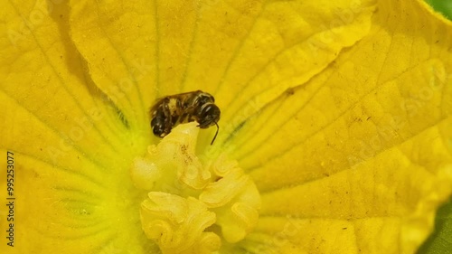 Bee on flower - Bee pollinating yellow pumpkin flower