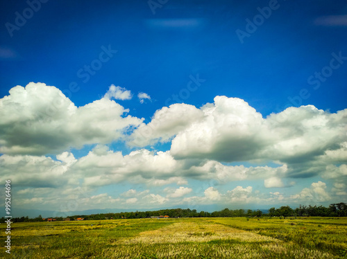 green field and sky