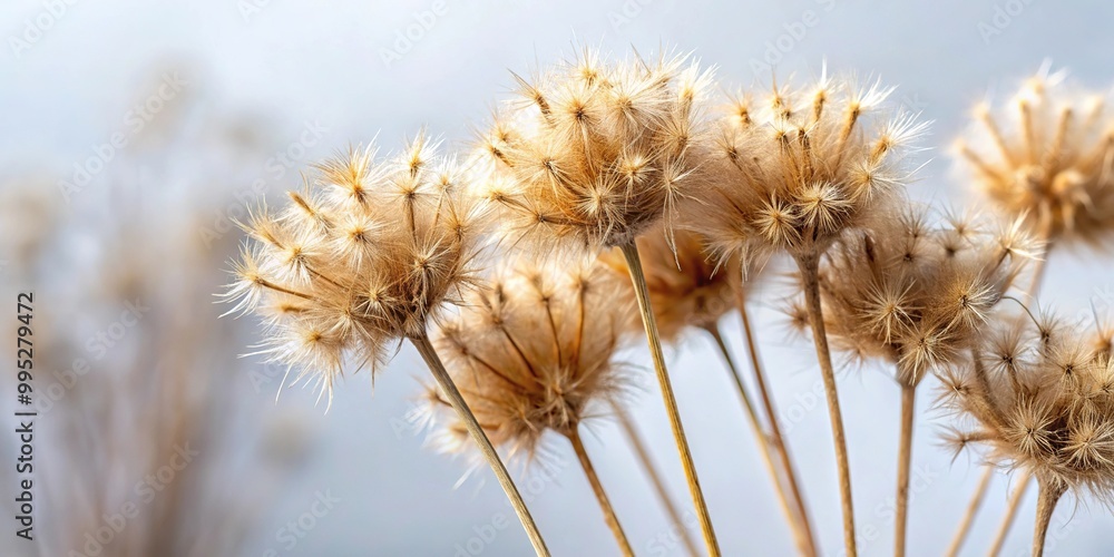 Fototapeta premium Dried weed stalks with fluffy sticky seeds