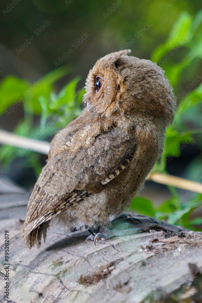 Fototapeta premium celepuk jawa or javan scops owl (Otus angelineae) perched on tree branch in the forest during the day