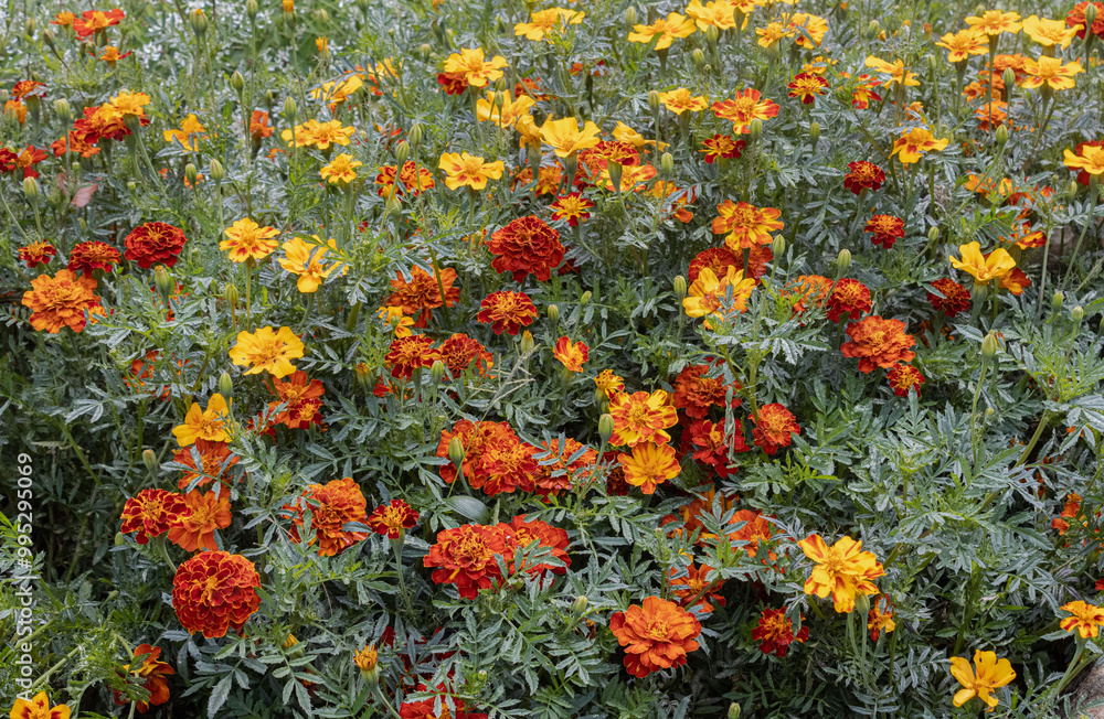 field of flowers, red Yellow flowers on green leaves field of flowers, red Yellow flowers on green leaves
