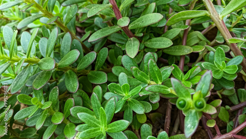 Wallpaper Mural Portulaca grandiflora, also known as the Moss-rose pink purslane, is a flowering plant native to South America. Torontodigital.ca