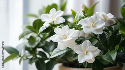 Beautiful blooming gardenia plant with white flowers placed indoors on a sunny day near a window with soft natural light photo