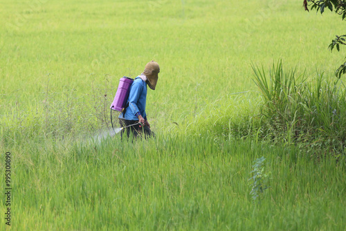 Farmer Spraying Pesticide in Rice Field