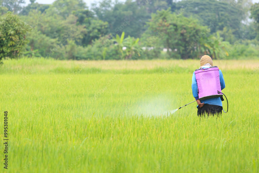 Farmer Spraying Pesticide in Rice Field Farmer Spraying Pesticide in Rice Field