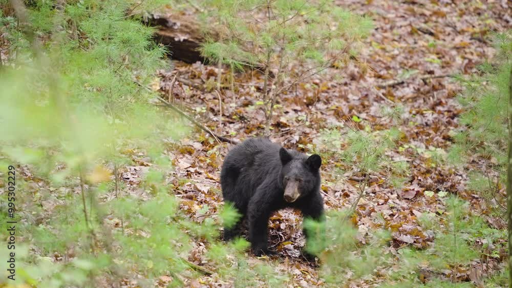 Black Bear Cub Looking Up in Forest Black Bear Cub Looking Up in Forest