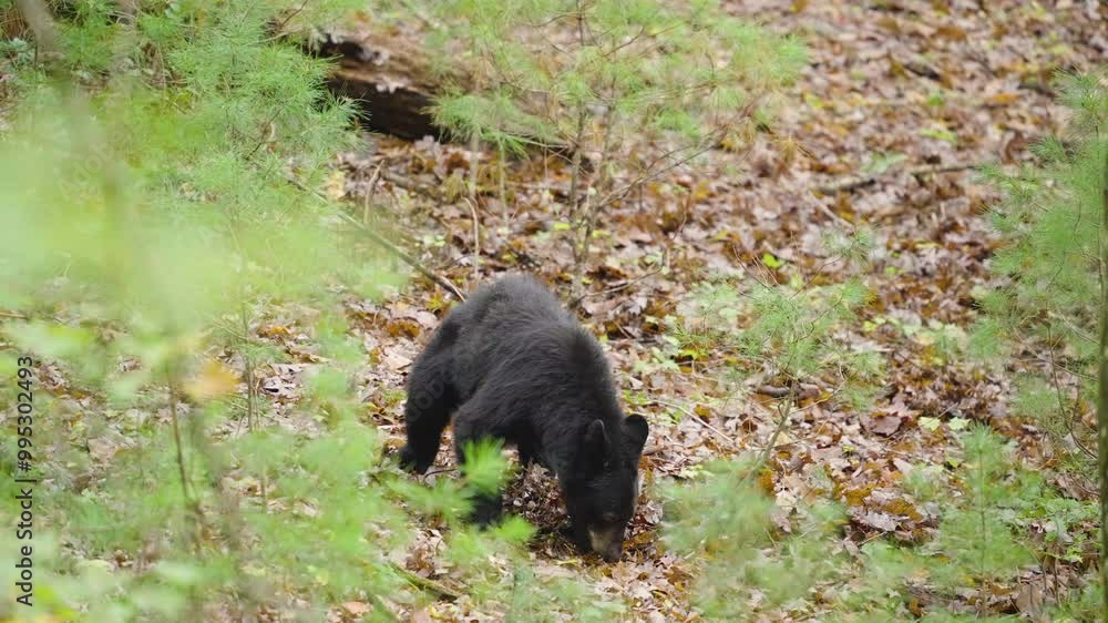 Black Bear Cub Searching For Food in Forest Black Bear Cub Searching For Food in Forest