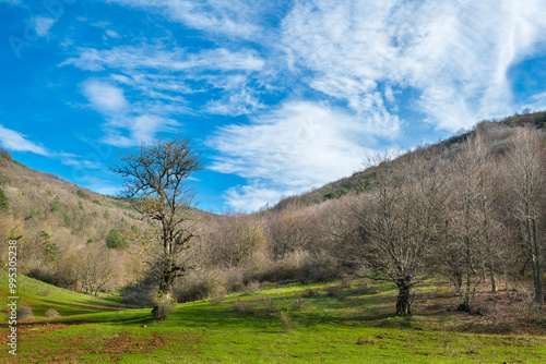 Tall trees with their branches up in the sky. Vertical trees with empty branches. The branches do not have leaves and the blue sky is visible above the forest. 