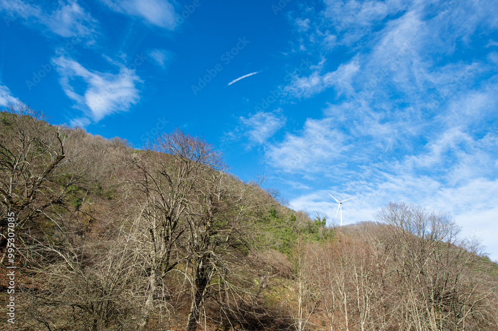 Tall trees with their branches up in the sky. Vertical trees with empty branches. The branches do not have leaves and the blue sky is visible above the forest. Tall trees with their branches up in the sky. Vertical trees with empty branches. The branches do not have leaves and the blue sky is visible above the forest.