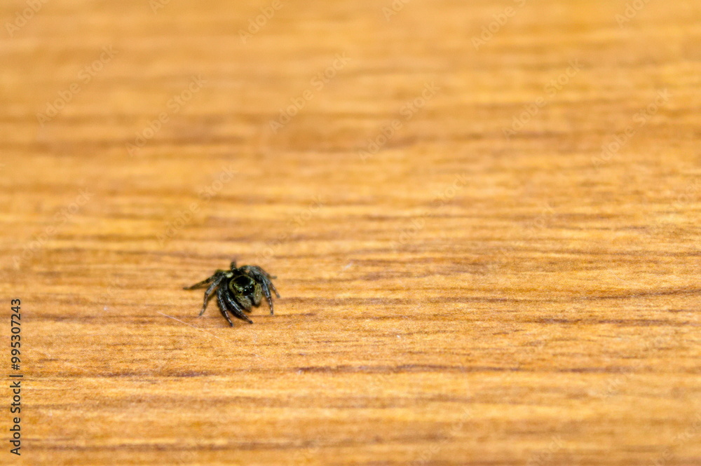 Obraz premium 鮮やかな体色のハエトリグモ